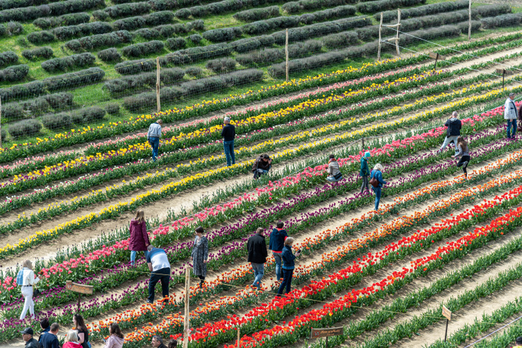 A tömegeket vonzó tulipánszüret – Mutatunk minden fontos infót a balatoni helyekhez