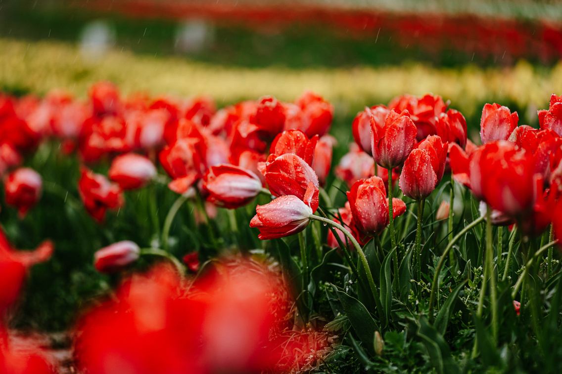 tulipanszuret-koroshegyi-levendulas-korosi-tamas-45