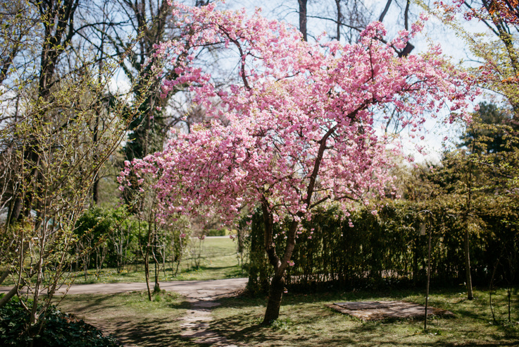 Indul a cseresznyevirágzás ünnepe a Füvészkertben, mutatjuk, mivel készülnek idén!
