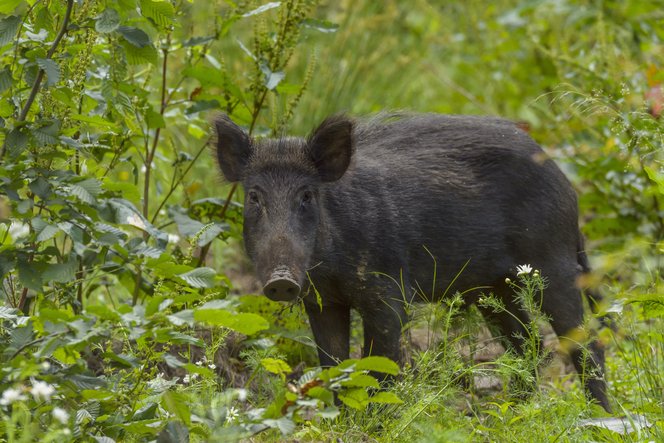 Vaddisznók randalíroztak Pécsen, villanypóznára mászott fel egy férfi az állatok elől
