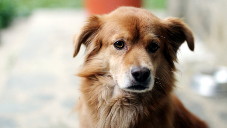 Új törvényt inspirált a hűséges kutya megható története