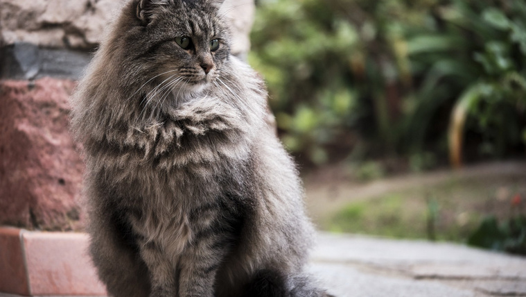 Az Oxfordi Egyetem könyvtári macskája sokat időzik a boszorkányságot tárgyaló részlegben (videó)