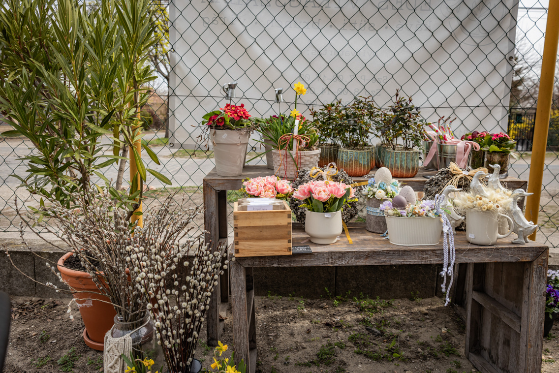 Édes Virágszálam 260325 Szabó Gábor 010