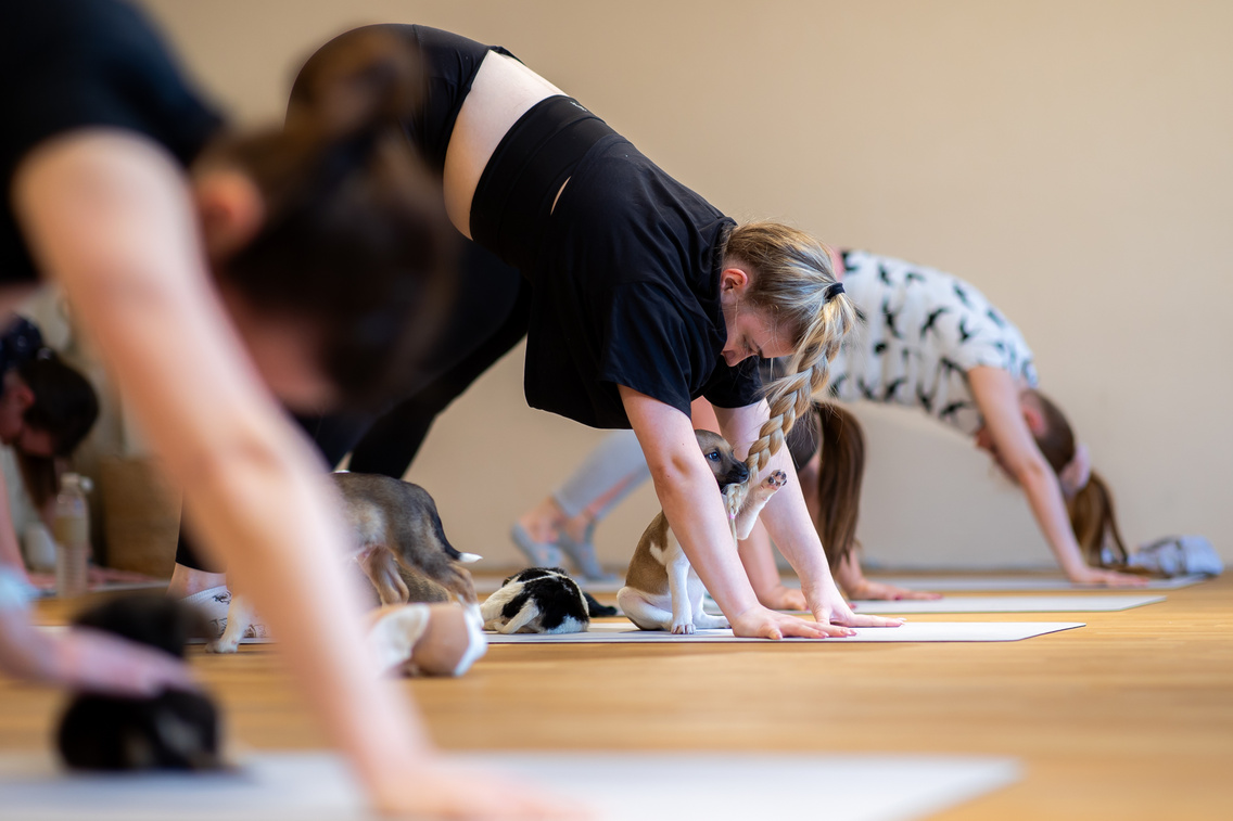 puppy joga polyak attila 20240318 021