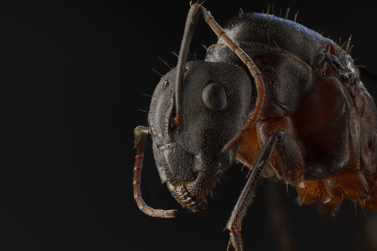 Egy hangyáért 220 dollár! Szürreális a&nbsp;bűnözési hullám