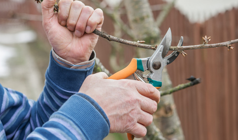 Ha ilyen fa áll a kertedben, cselekedj, különben fizethetsz