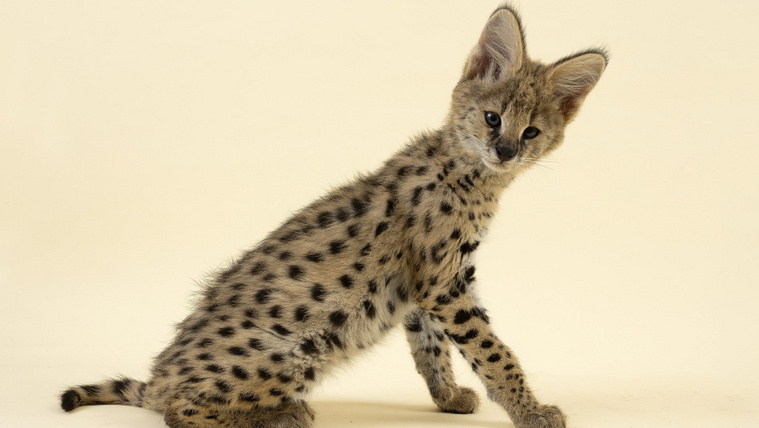 Vadon a nappaliban: három F1-es szavanna néz farkasszemet egy mókussal (videó)