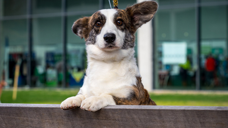 Videón a tündéri corgi, aki akár a Star Wars hőse is lehetne (videó)