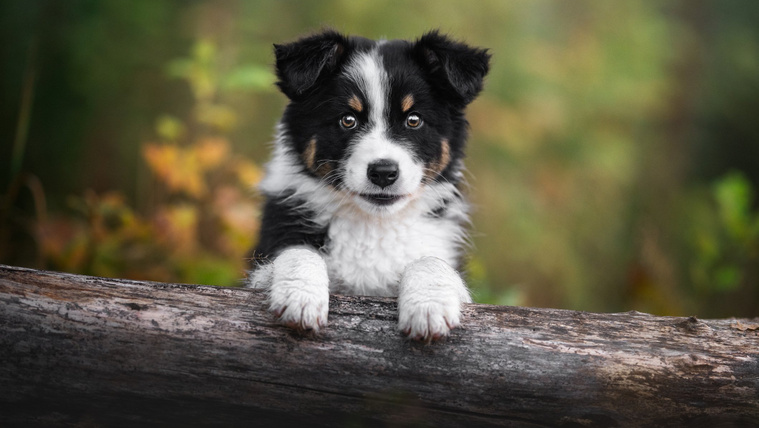Ennél édesebbet ma nem látsz: így terel egy kis border collie kölyök (videó)