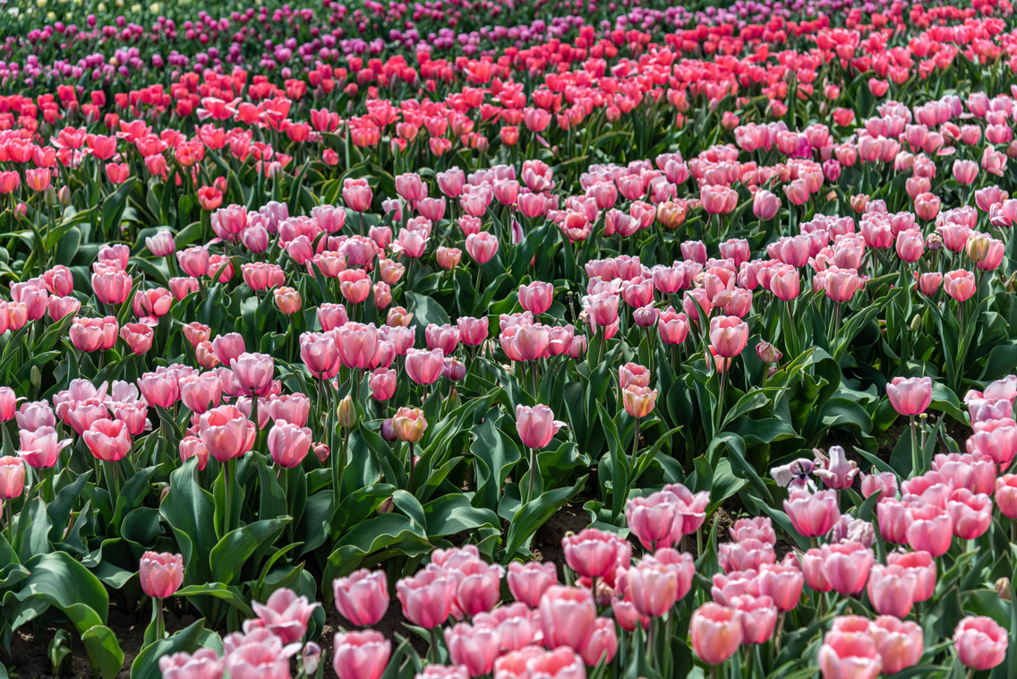 tulipan-kleb-zsofi-23