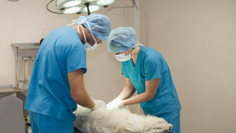 Betiltott állatorvosi beavatkozások: világszerte általánossá vált ez a gyakorlat