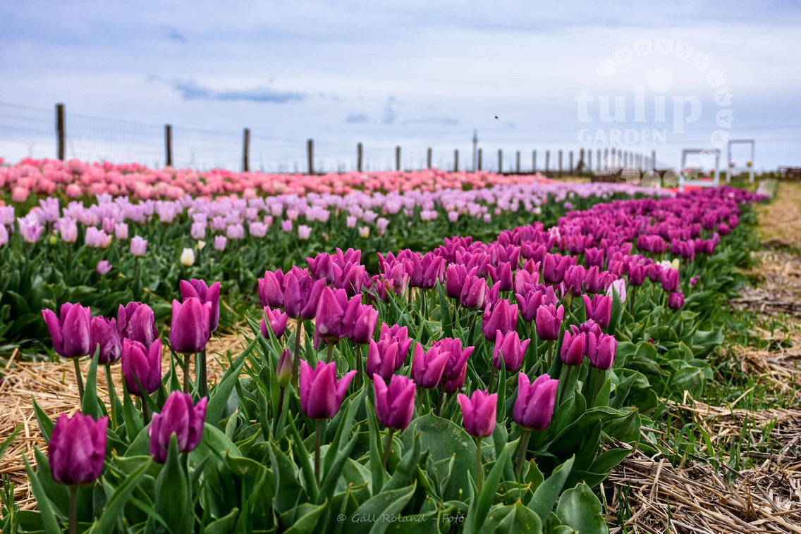 TulipGarden Dunakanyar