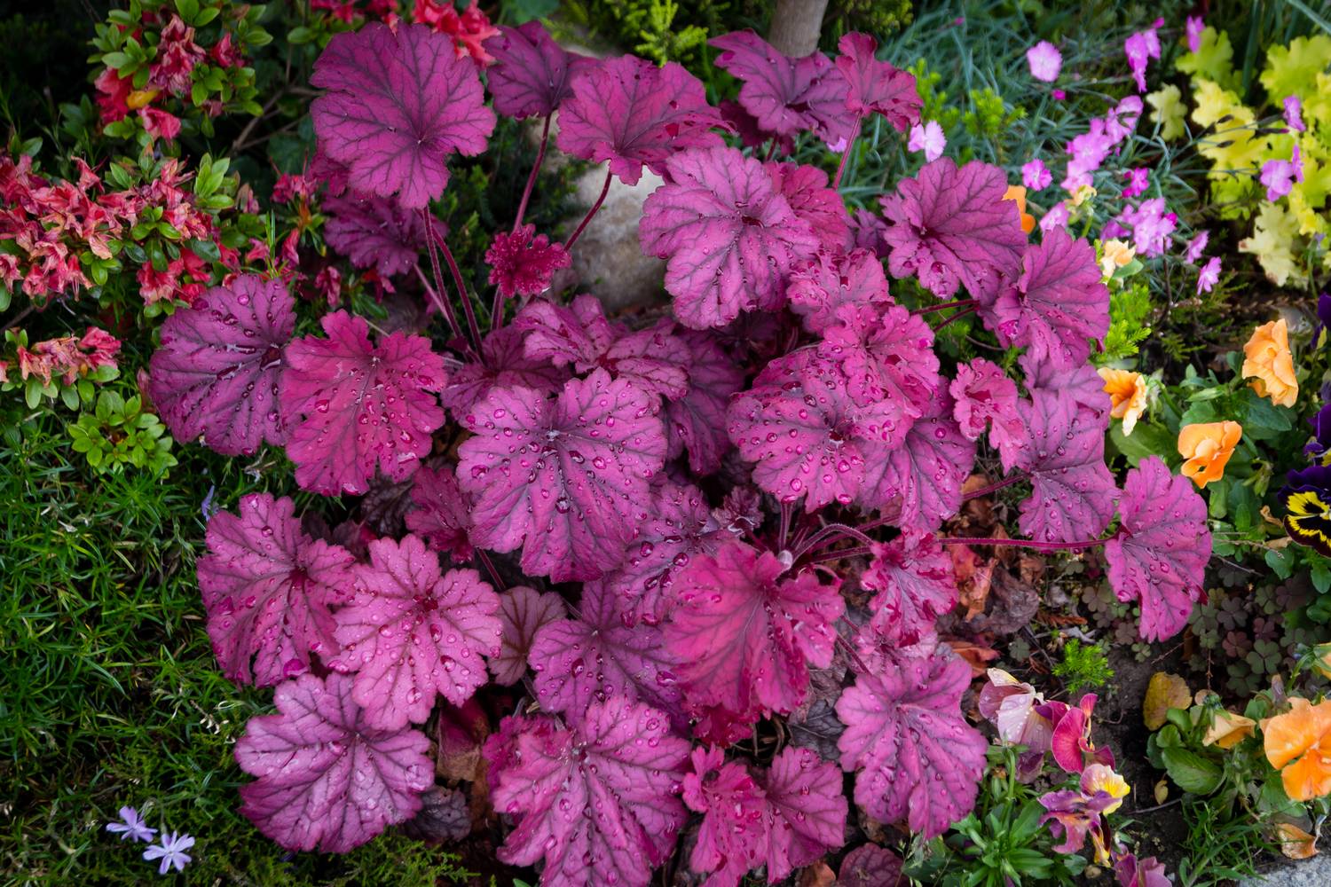 Heuchera (2)
