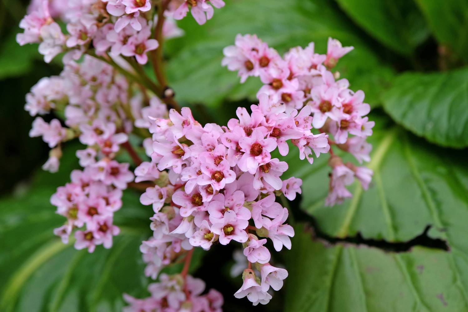 Bergenia