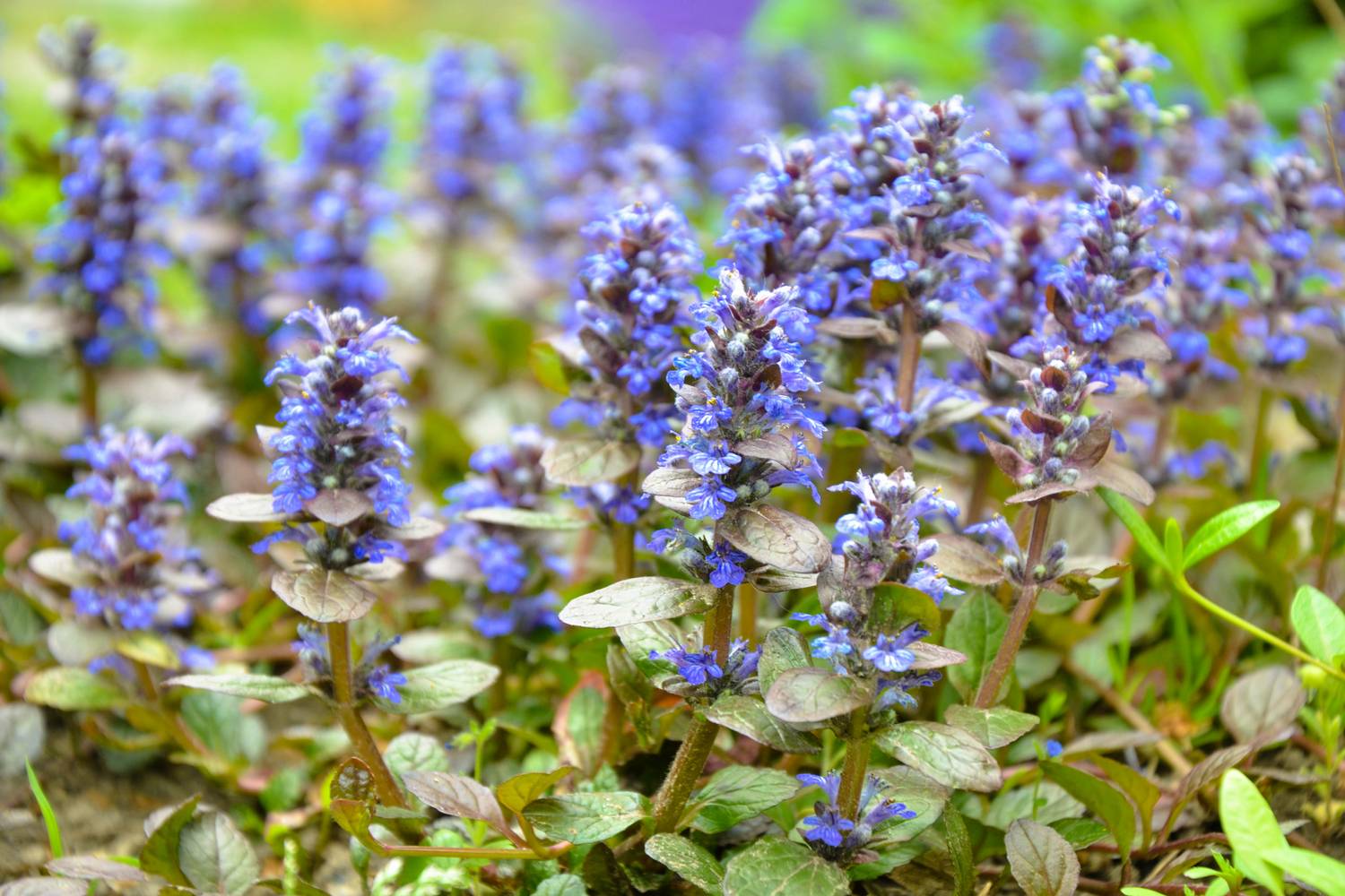 ajuga reptans