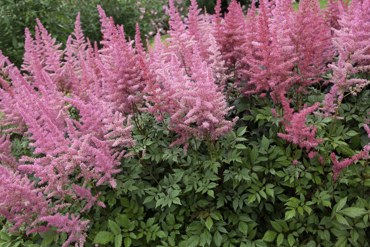 Astilbe arendsii