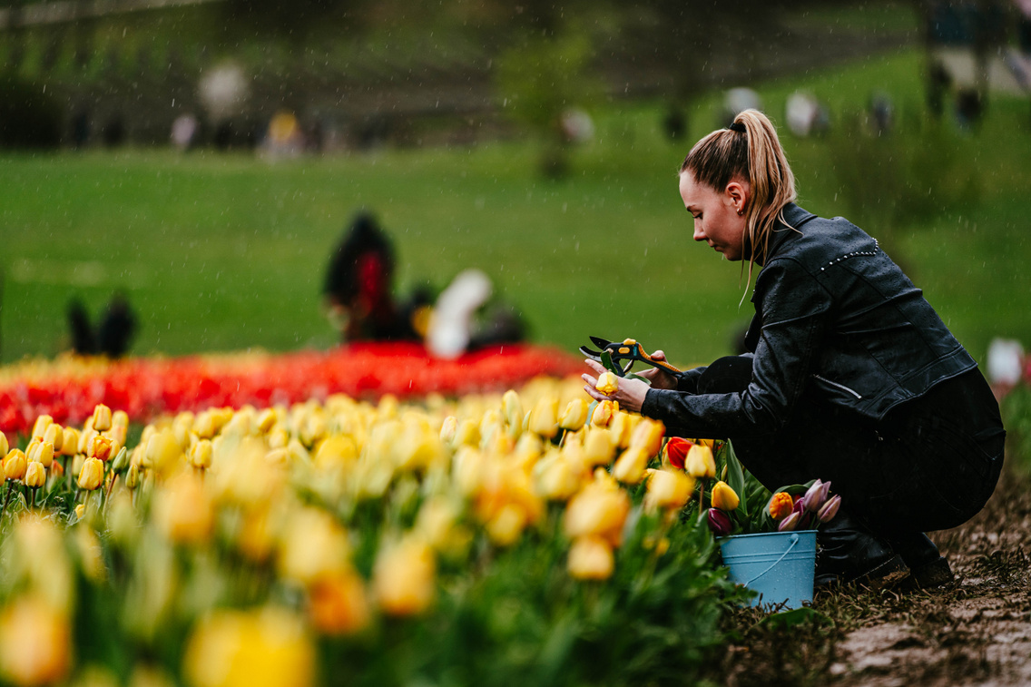 tulipanszuret-koroshegyi-levendulas-korosi-tamas-31