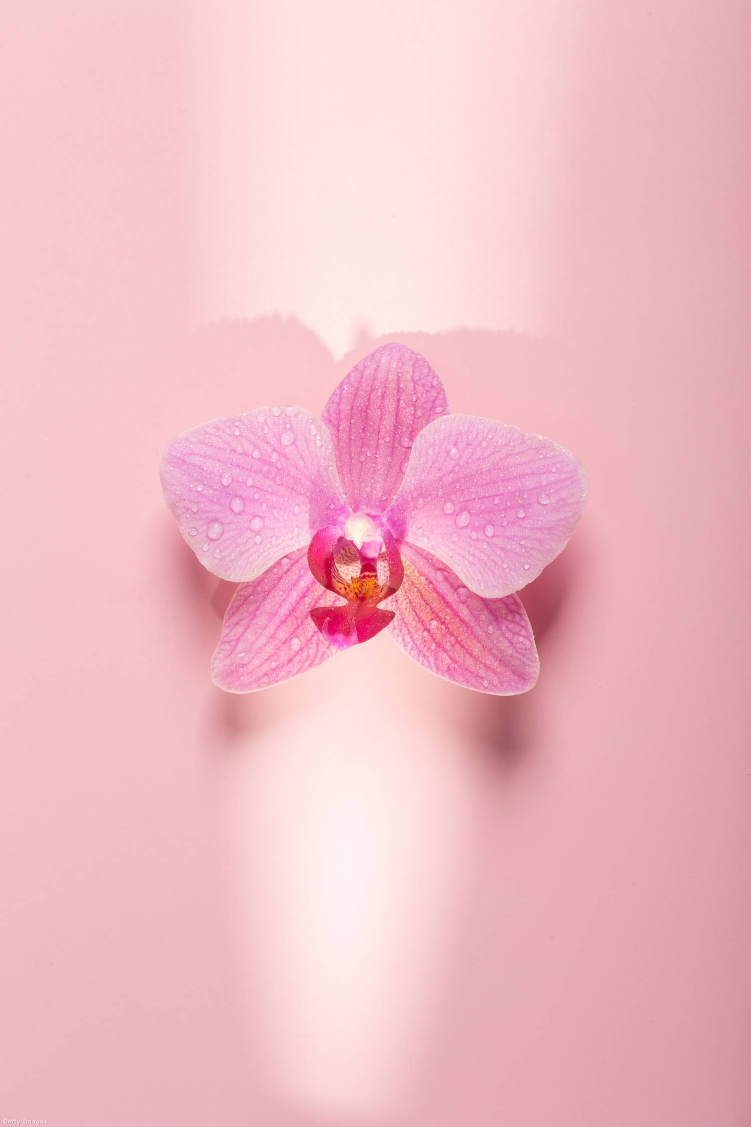 Intimhigiénia és a túlzásba vitt tisztálkodás veszélyei 1