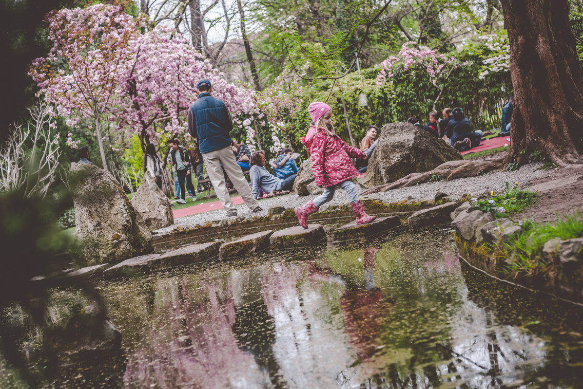 sakura-unnep-fuveszkert hartyanyi-norbert 20160409