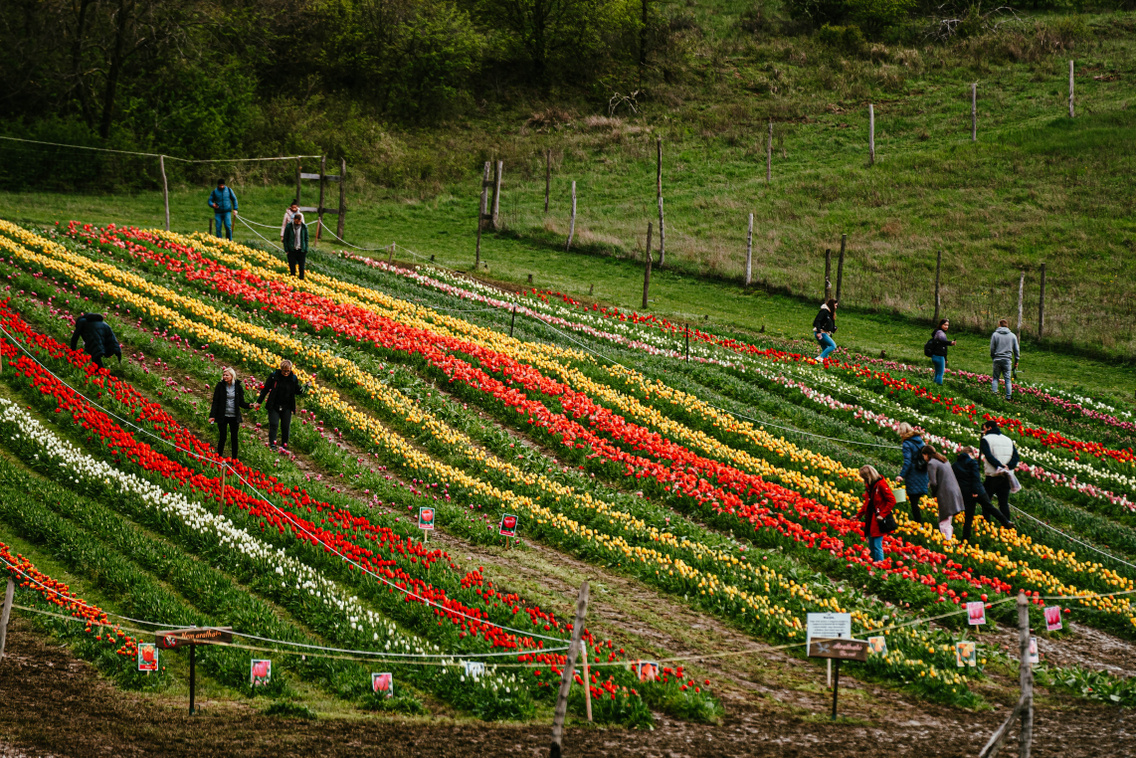 tulipanszuret-koroshegyi-levendulas-korosi-tamas-6