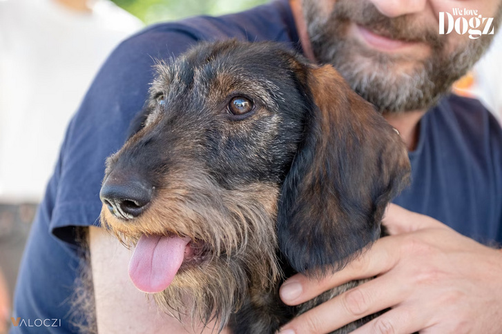 A DOGZ fesztivál azoknak is izgalmas program lehet, akiknek nincs kutyájuk, de szeretik őket