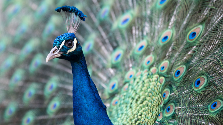 Ezért nem éri meg blöffölni, csalni, parvenünek lenni a magyar kutatók szerint