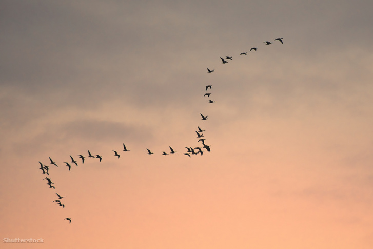 A vadludak iránytűje a mágneses mezőhöz igazodik