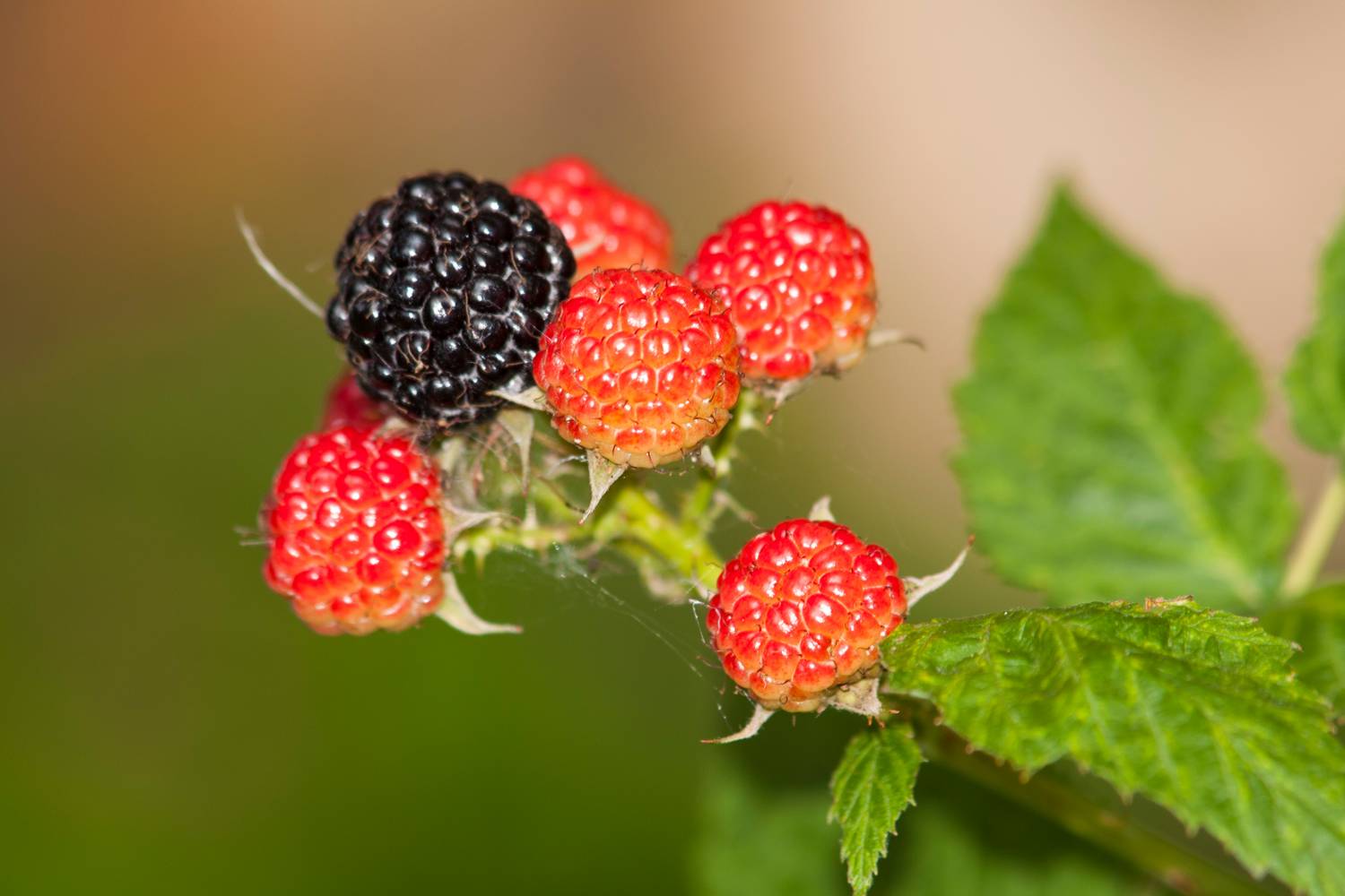 vadszeder gyógyhatása (2)