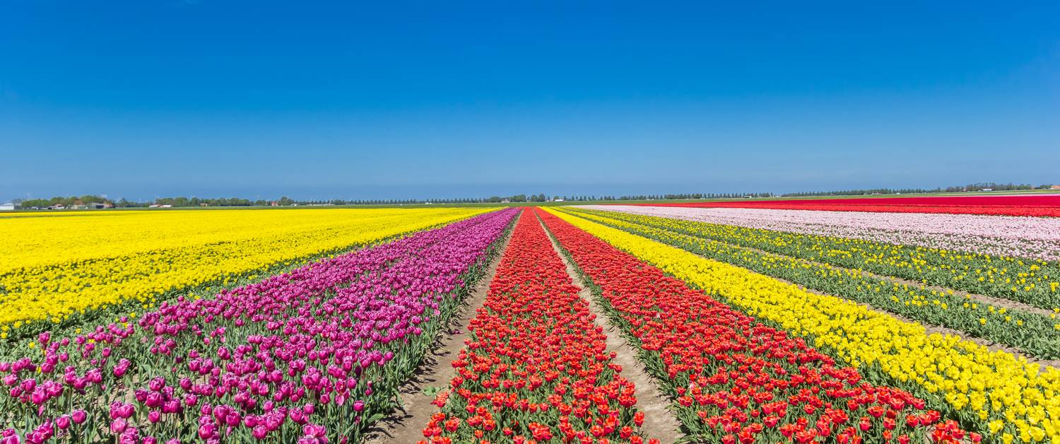 tulipan-hollandia