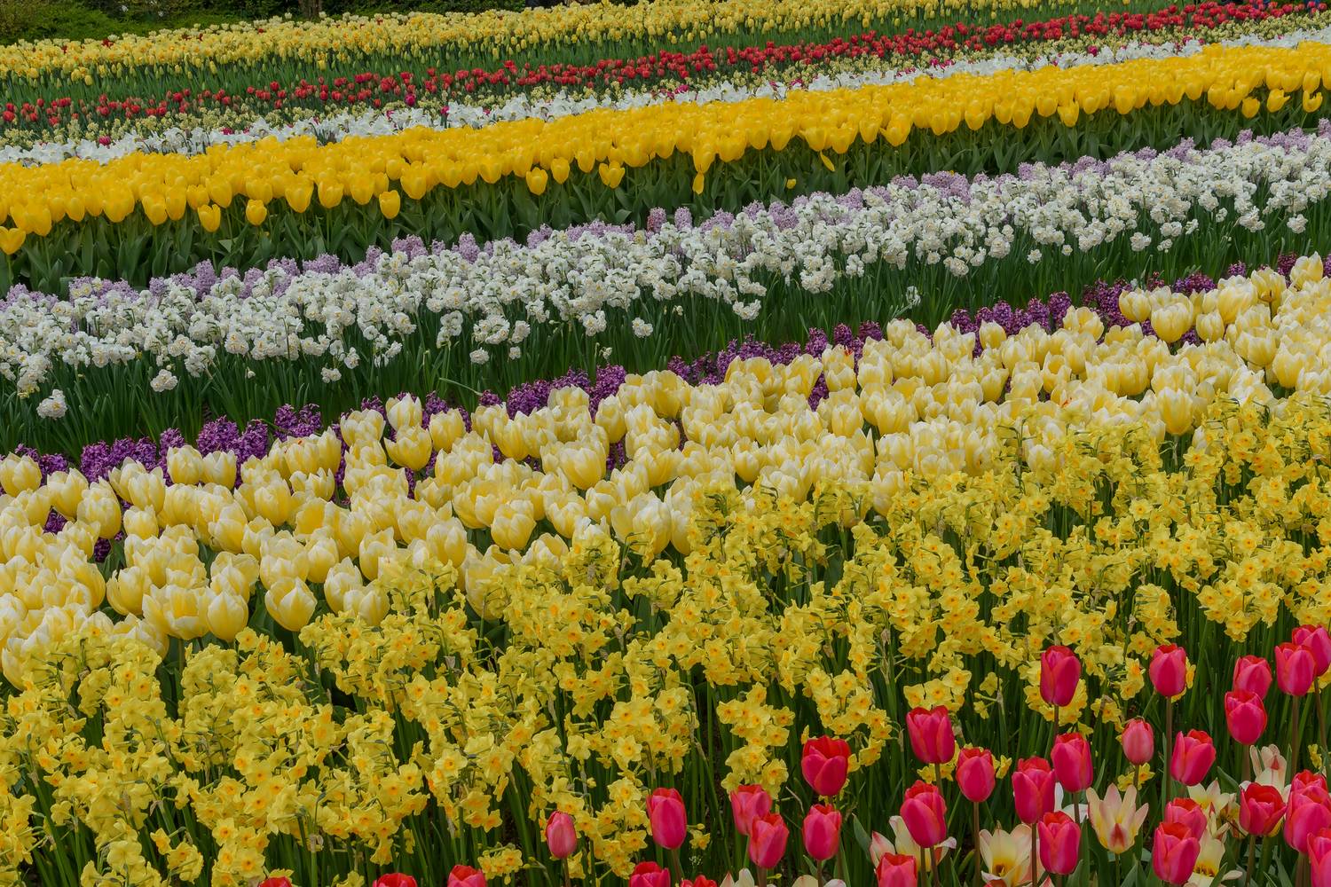 tulipan-hollandia