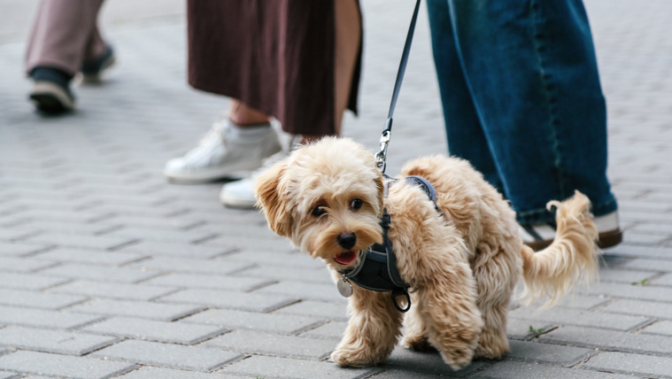 Kertből szökött kutyák végeztek egy 12 éves, pórázon sétáló kis ebbel