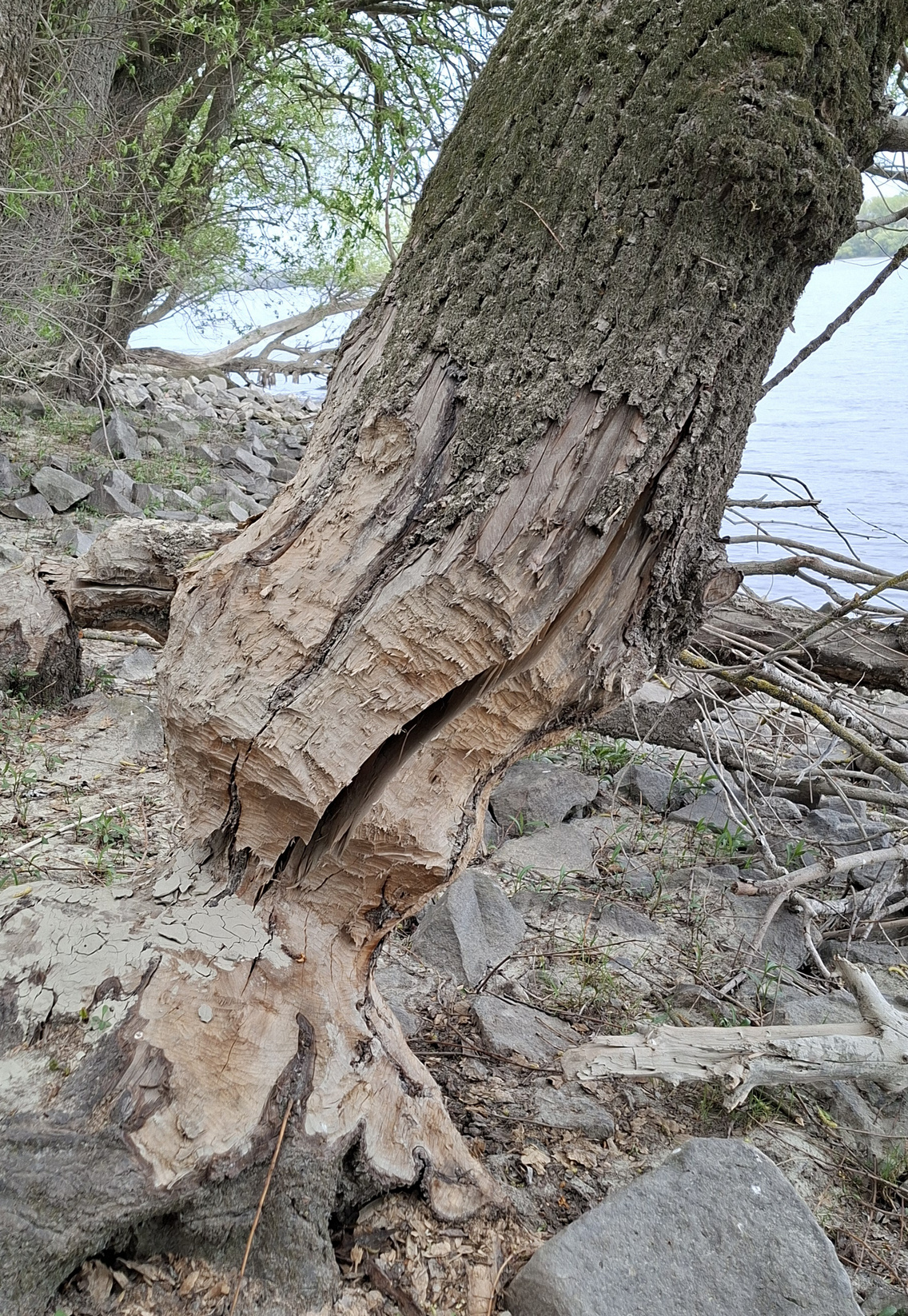 beliczay-sziget (60)