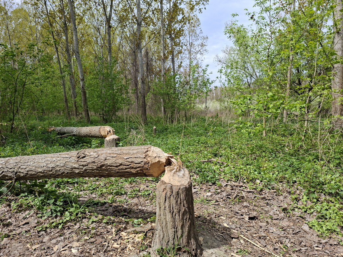 Hódrágások a Duna partján