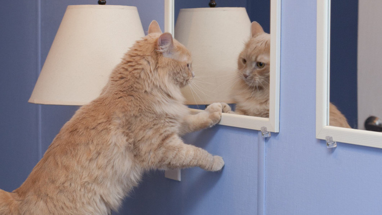A gazdi is meglepődik, mit ad elő cicája a tükör előtt