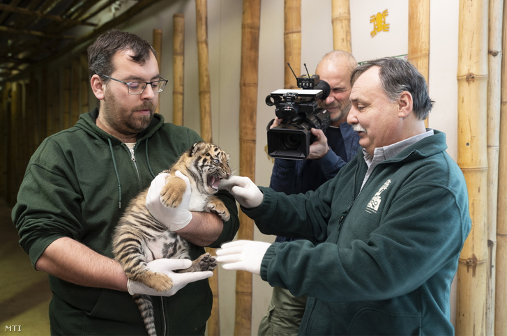 Gajdos László a Nyíregyházi Állatpark igazgatója mutatja a négyhetes hím szumátrai tigriskölyök (Panthera tigris sumatrae) egyikét az állatpark Viktória Házában 2025. január 7-én
