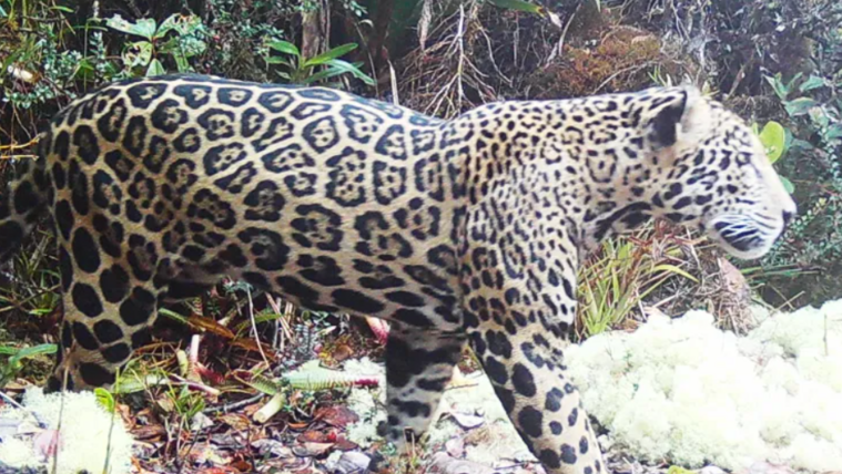 Csajozni ment, tíz év után újra lefényképezték a világ legritkább ragadozóját