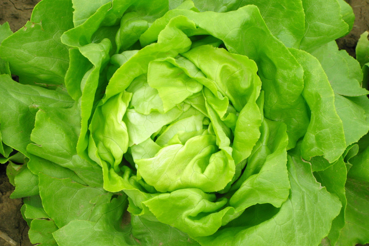 Három fontos élettani hatás, amiért érdemes salátaféléket fogyasztani