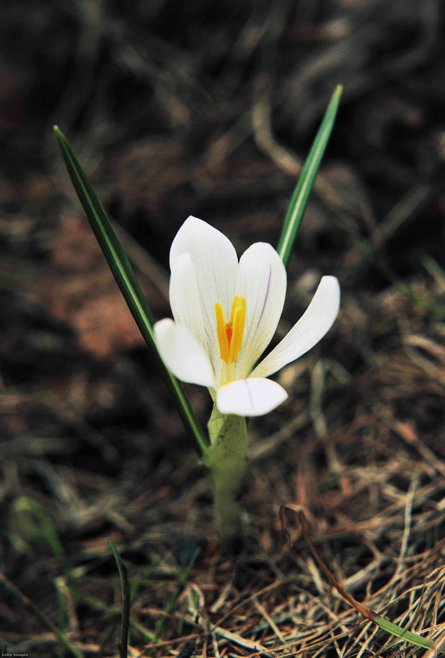 A fehér sáfrány (crocus albiflorus).
