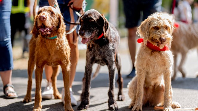 Még mindig sokan sodorják veszélybe háziállataikat, de van biztos megoldás