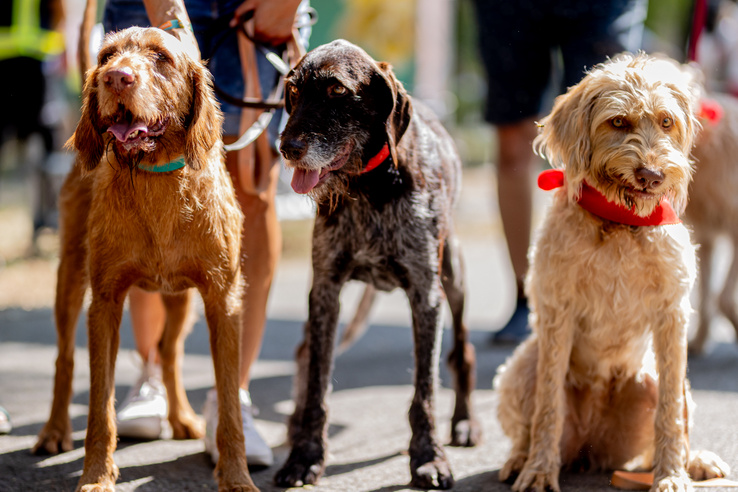 Még mindig sokan sodorják veszélybe háziállataikat, de van biztos megoldás