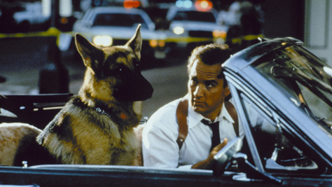 Ezért volt igazi zseni a Jerry Lee-t alakító kutyaszínész