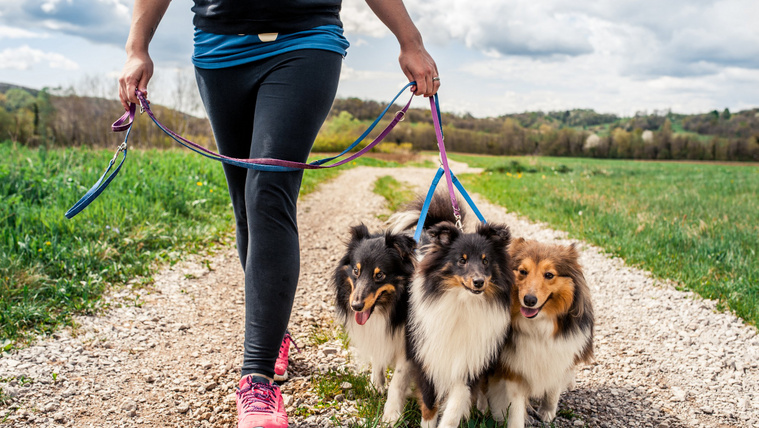 Egészségügyi veszélyhelyzet: ezért vigyázz a kutyádra