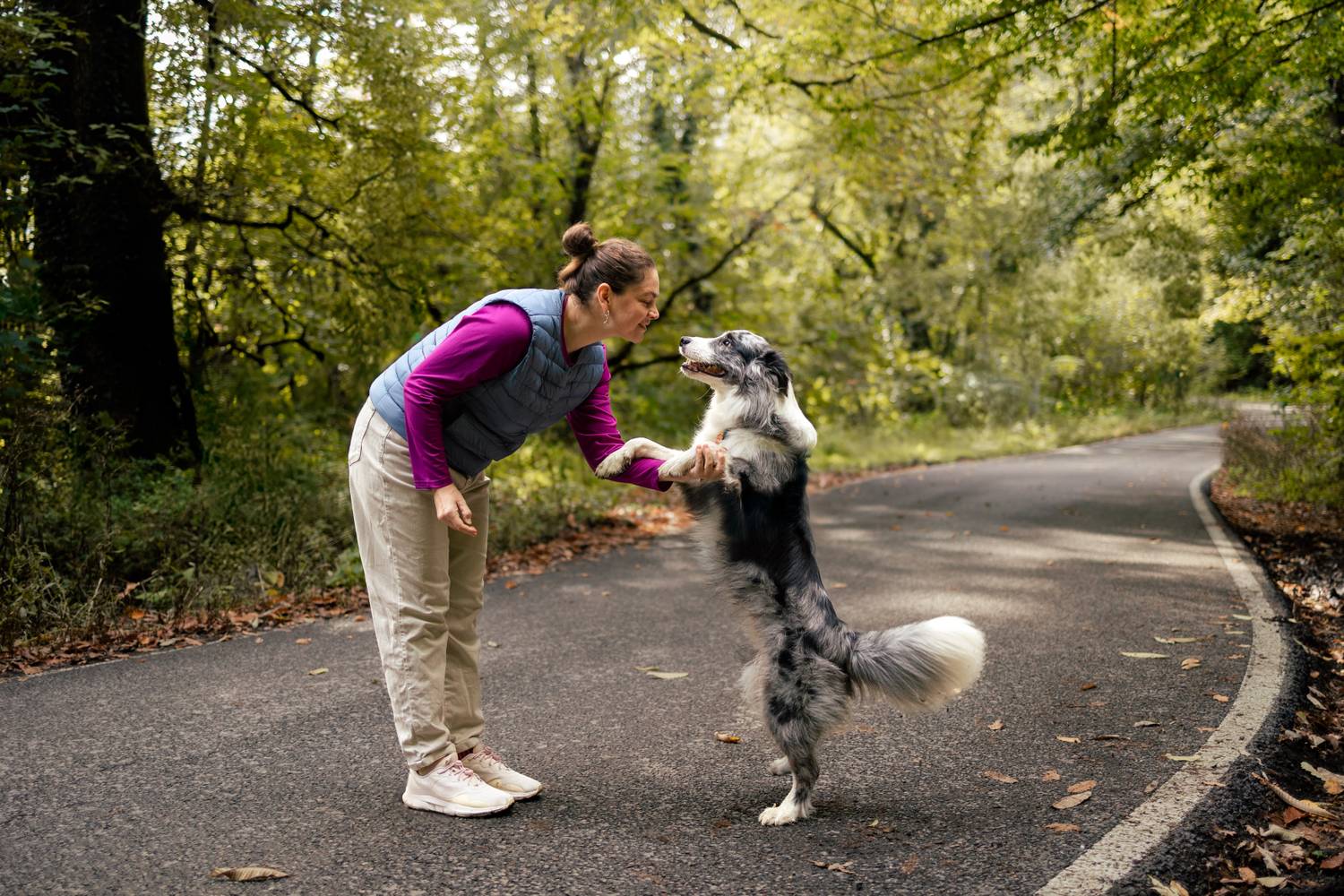 border collie (2)