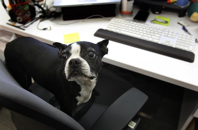 Egyik kutya, másik eb, ezek a fajták valók a leginkább az irodákba