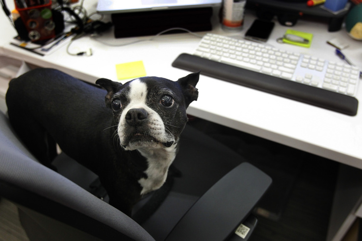 Egyik kutya, másik eb, ezek a fajták valók a leginkább az irodákba