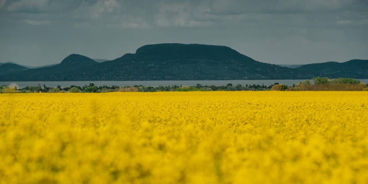 A tavasz legszebb pillanatai – Képgaléria a virágzó balatoni tájakról