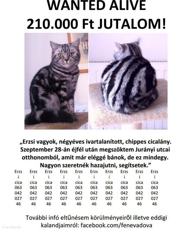 Bréking: meglett 210000 forintos Erzsi!