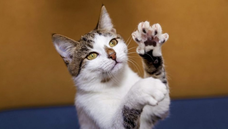 Ilyen testrészük csak a macskáknak van: te láttad már?