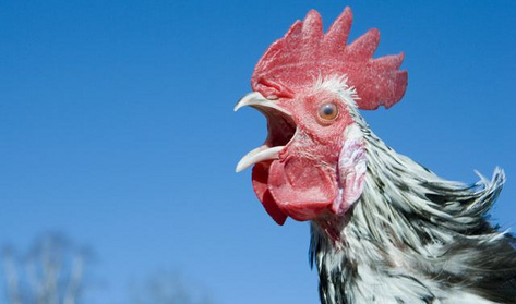 Nehezebb, mint hinnéd: te megtalálod a kakukktojást?