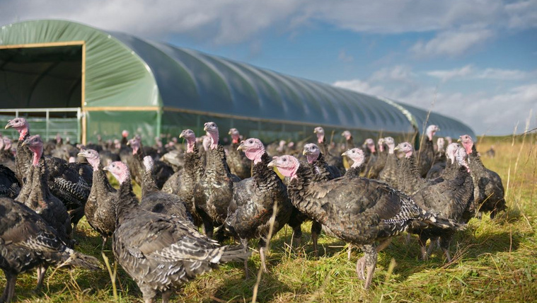 Pulykák ezreit terelik és őrzik ezek a pásztorkutyák (videó)